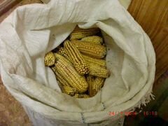 Кукурузы в початках продажа