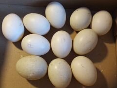 Инкубационное яйцо мускусной утки(индоутки)