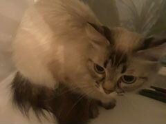 Найдена кошка породы "невская маскарадная"