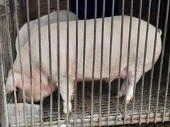 Свинки живым весом