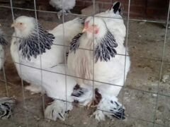 Цыплята брамма