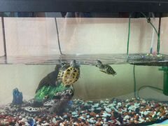 2 маленькие красноухие черепахи + аквариум
