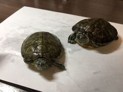 Пара красноухих черепах