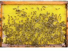 Продам пчёл на высадку 6-8 рамок. 30 семей. цена д