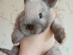 Продам декоративных кроликов, возраст 1 месяц