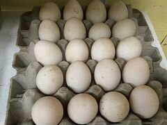 Утиные яйца стор53,гусиные цыплята домашние
