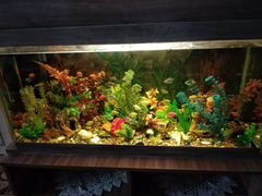 Укомплектованный аквариум