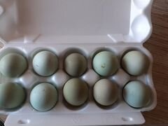 Яйца чернокожих кур