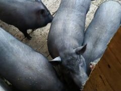 Свиньи вьетнамские вислобрюхие
