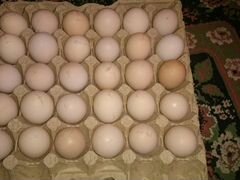 Инкубационное яйцо брамы