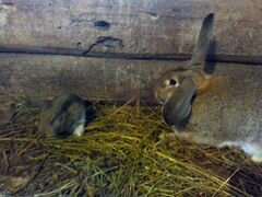 Крольчата, кролик самец,кролик самка