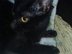 Черная кошка "Чуртушь"