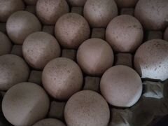Инкубационные яйцо индейки