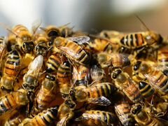 Продам пчел,пчелосемьи