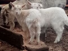 Семья коз