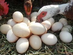 Яйца индоутки инкубационное