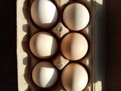 Яйцо инкубационное, цыплята