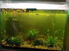 Продам аквариум с рыбками и растениями