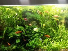 Продам аквариумные растения