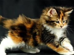 Трехцветный котенок
