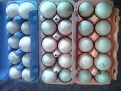 Продам для инкубации яйцо утки и индоутки