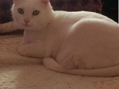 Белоснежный кот Тиша ищет дом