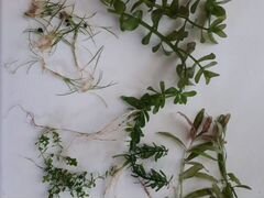 Растения(в т.ч газон) + креветки
