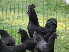 Ухейилюй инкубационные яйца или цыплята суточные