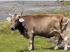 Корова Костромской породы