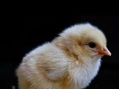 Цыплята Несушки 1,5 месяца (16 Шт)