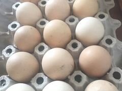 Яйца Колумбийская Брама