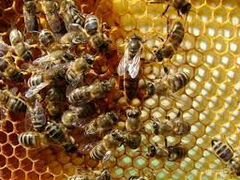 Пчелопакеты породы Карпатка и Карника