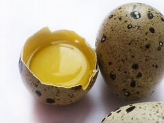 Инкубационное яйцо перепела и самцы