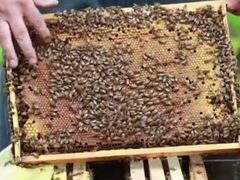 Пчеломатки