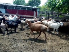 Продаю коз с козлятами и овцы с ягнятами