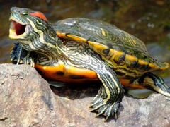 Черепаха красноухая