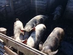Свинки и хрячки на доращивание