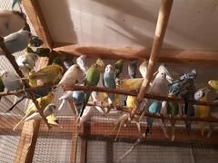 Продаются волнистые попугаи