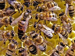 Продам пчелосемьи с ульями и медом