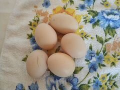 Яйца инкубационные порода за 90 р