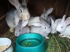 Кролики семьи