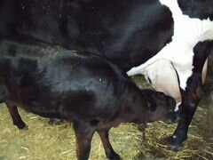 Телки от молочных коров
