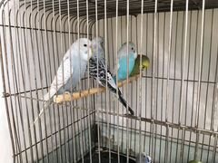 Волнистые выставочные попугаи