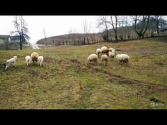 Овцы романовские
