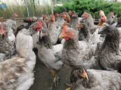 Купить кур в рязани. Породы кур в Рязанской области. Курицы Рязани. Куры в Рязани и области на авито.