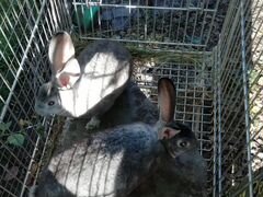 Кролики пароды французский баран и рекс