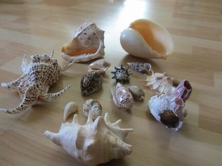 Ракушки, раковины морские натуральные, коралл