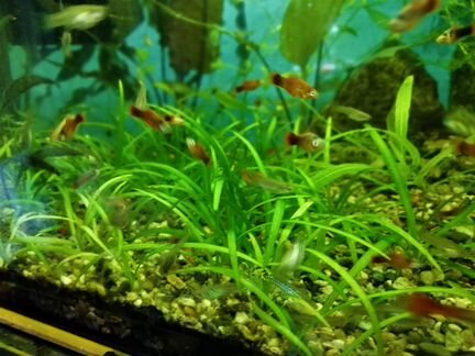 Аквариумные растения, рыбки