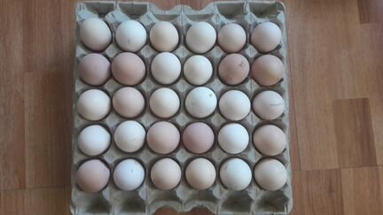 Куриные инкубационные яйца