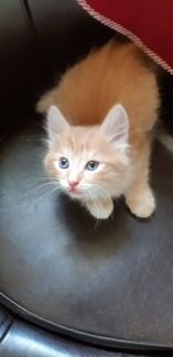 Котенок- очаровательный, рыжий малыш (1 месяц)